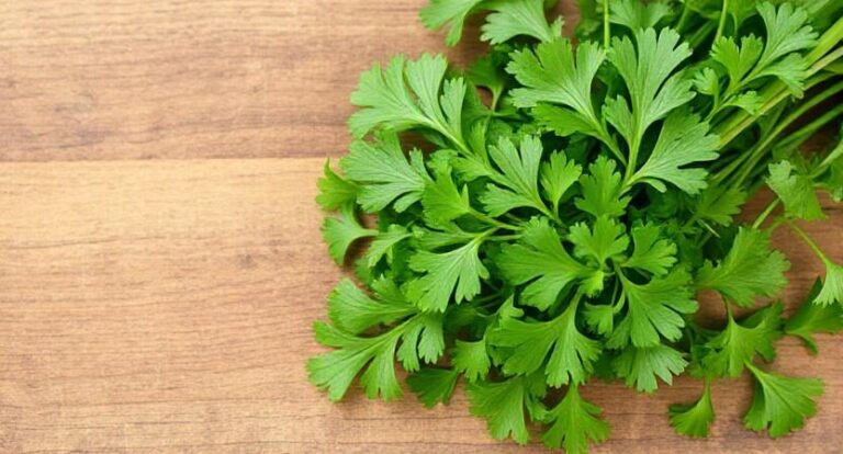 Cilantro: Nature’s Detoxifier for Heavy Metals and Beyond